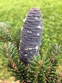 Fotografia da espécie Abies koreana