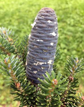 Fotografia 5 da espécie Abies koreana no Jardim Botânico UTAD