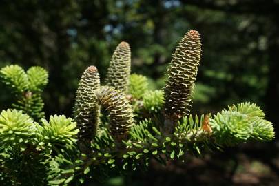 Fotografia da espécie Abies koreana