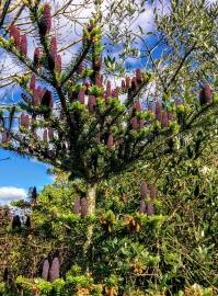 Fotografia da espécie Abies koreana