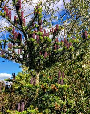 Fotografia 8 da espécie Abies koreana no Jardim Botânico UTAD