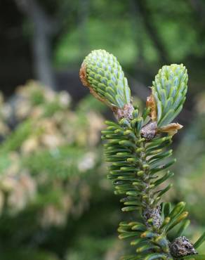 Fotografia 9 da espécie Abies koreana no Jardim Botânico UTAD