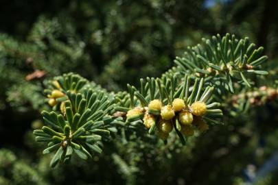 Fotografia da espécie Abies koreana