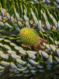 Fotografia da espécie Abies koreana