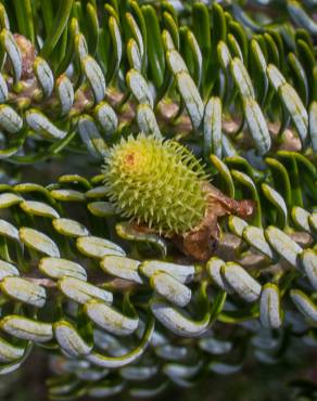 Fotografia 11 da espécie Abies koreana no Jardim Botânico UTAD