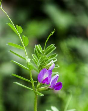 Fotografia 10 da espécie Vicia sativa subesp. nigra no Jardim Botânico UTAD