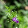 Fotografia 10 da espécie Vicia sativa subesp. nigra do Jardim Botânico UTAD