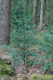 Fotografia da espécie Abies grandis