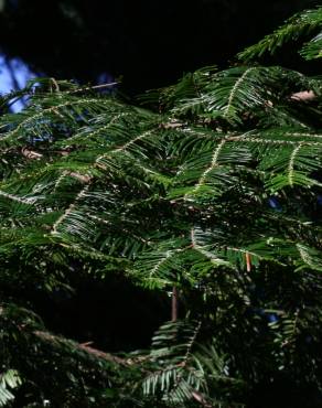 Fotografia 4 da espécie Abies grandis no Jardim Botânico UTAD