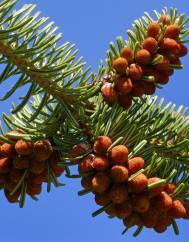 Abies nordmanniana