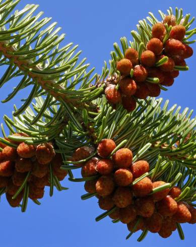 Fotografia de capa Abies nordmanniana - do Jardim Botânico