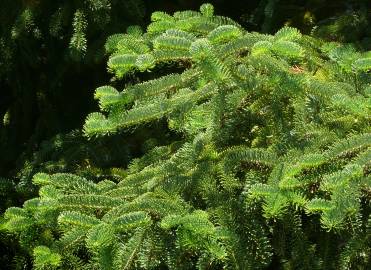 Fotografia da espécie Abies nordmanniana