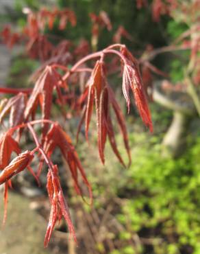 Fotografia 7 da espécie Acer palmatum no Jardim Botânico UTAD