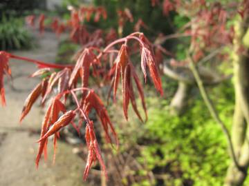 Fotografia da espécie Acer palmatum