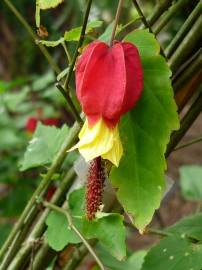 Fotografia da espécie Abutilon megapotamicum var. kentish-belle