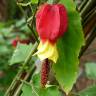 Fotografia 7 da espécie Abutilon megapotamicum var. kentish-belle do Jardim Botânico UTAD