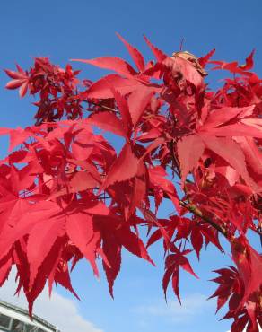 Fotografia 8 da espécie Acer palmatum no Jardim Botânico UTAD