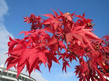 Fotografia da espécie Acer palmatum