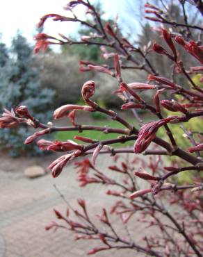 Fotografia 9 da espécie Acer palmatum no Jardim Botânico UTAD