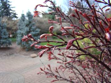 Fotografia da espécie Acer palmatum