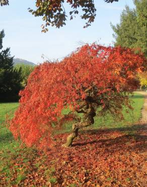 Fotografia 10 da espécie Acer palmatum no Jardim Botânico UTAD