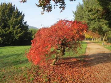 Fotografia da espécie Acer palmatum
