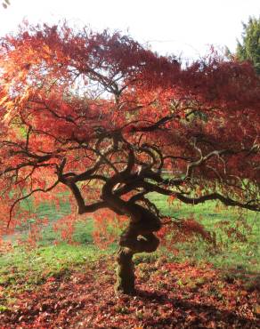 Fotografia 11 da espécie Acer palmatum no Jardim Botânico UTAD