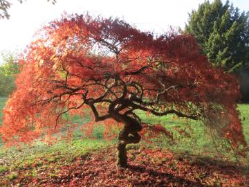 Fotografia da espécie Acer palmatum