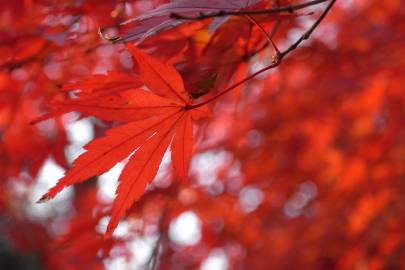 Fotografia da espécie Acer palmatum