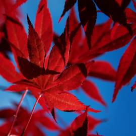 Fotografia da espécie Acer palmatum