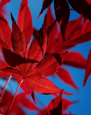 Fotografia 13 da espécie Acer palmatum no Jardim Botânico UTAD