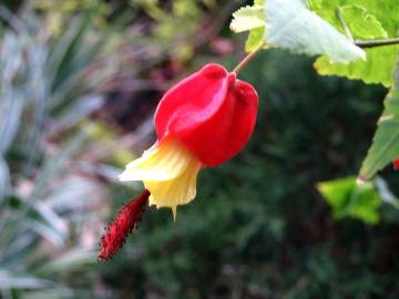 Fotografia da espécie Abutilon megapotamicum var. kentish-belle