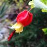 Fotografia 9 da espécie Abutilon megapotamicum var. kentish-belle do Jardim Botânico UTAD