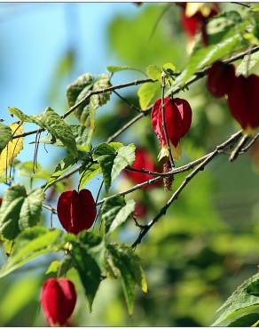 Fotografia 10 da espécie Abutilon megapotamicum var. kentish-belle no Jardim Botânico UTAD