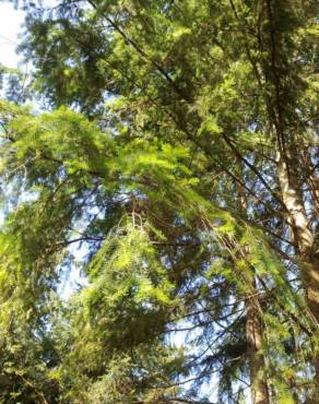 Fotografia 6 da espécie Abies grandis no Jardim Botânico UTAD