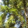 Fotografia 6 da espécie Abies grandis do Jardim Botânico UTAD