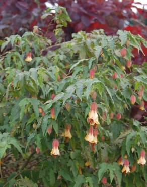 Fotografia 12 da espécie Abutilon megapotamicum var. kentish-belle no Jardim Botânico UTAD