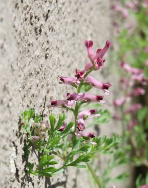 Fotografia 6 da espécie Fumaria officinalis subesp. officinalis no Jardim Botânico UTAD