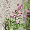 Fotografia 6 da espécie Fumaria officinalis subesp. officinalis do Jardim Botânico UTAD