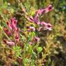 Fotografia 7 da espécie Fumaria officinalis subesp. officinalis do Jardim Botânico UTAD