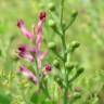 Fotografia 9 da espécie Fumaria officinalis subesp. officinalis do Jardim Botânico UTAD