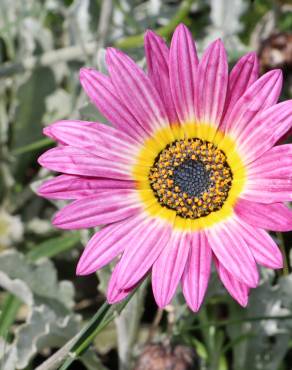 Fotografia 7 da espécie Gazania rigens no Jardim Botânico UTAD