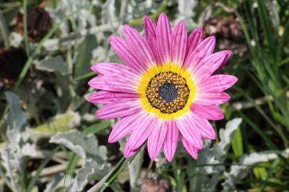 Fotografia da espécie Gazania rigens