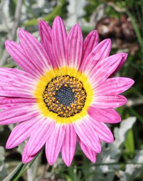 Fotografia 8 da espécie Gazania rigens no Jardim Botânico UTAD