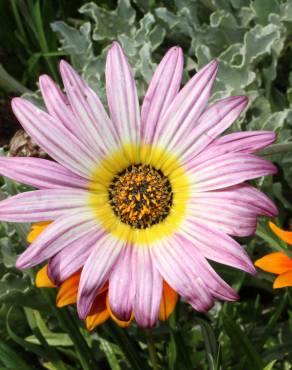 Fotografia 9 da espécie Gazania rigens no Jardim Botânico UTAD