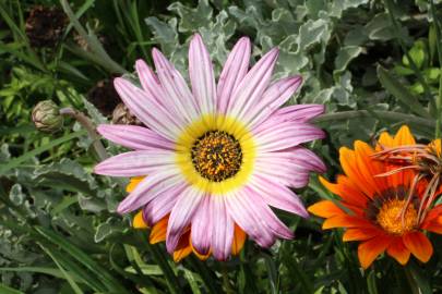 Fotografia da espécie Gazania rigens