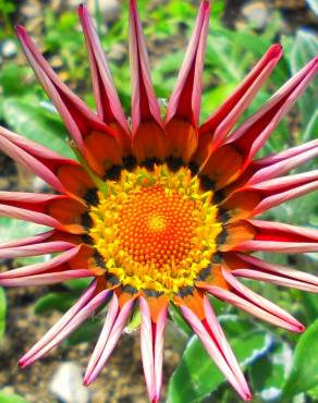 Fotografia 10 da espécie Gazania rigens no Jardim Botânico UTAD