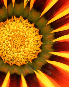 Fotografia 11 da espécie Gazania rigens no Jardim Botânico UTAD