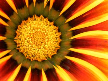Fotografia da espécie Gazania rigens