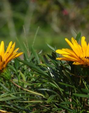 Fotografia 12 da espécie Gazania rigens no Jardim Botânico UTAD